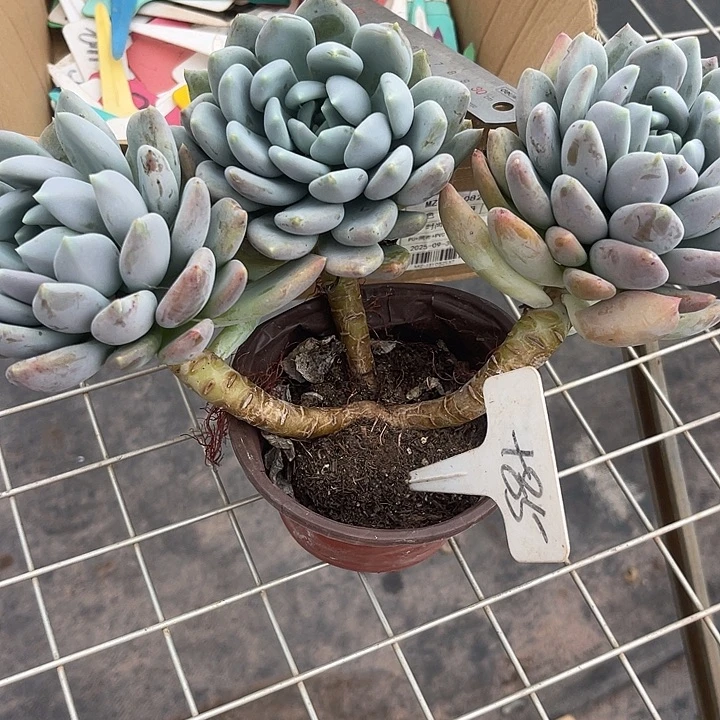 开播炸福利，两单包邮85