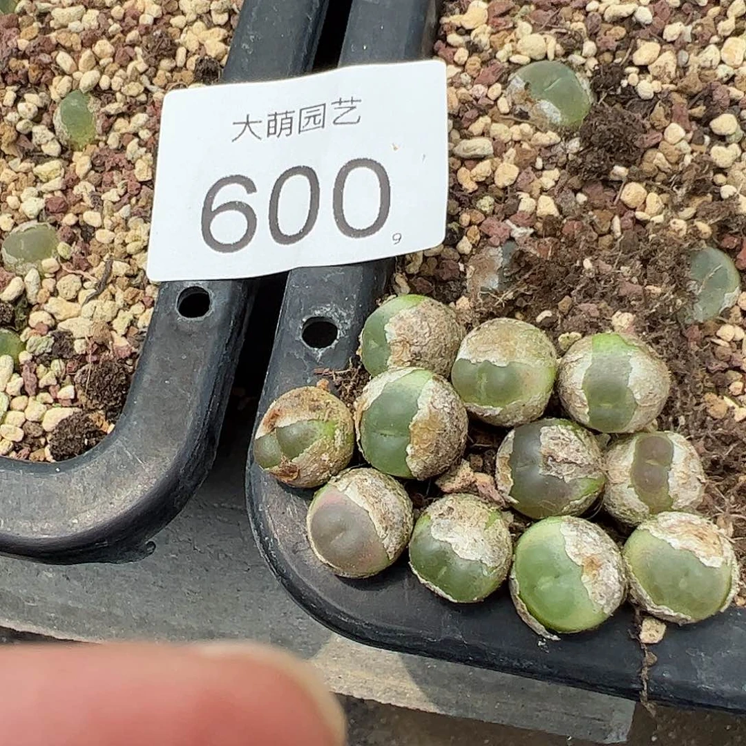 量拍以下1颗4年拉登。   600