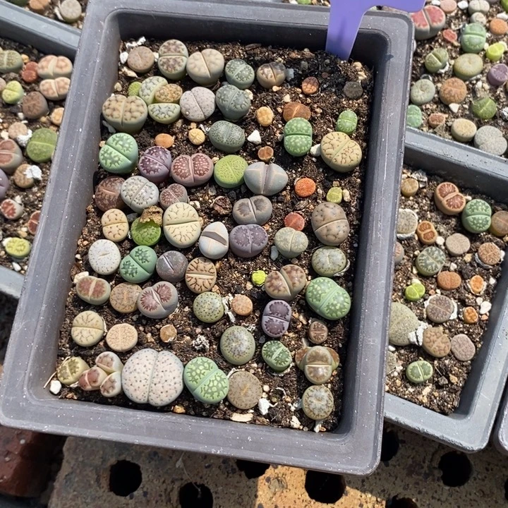 是***吖生石花等植物的生长488