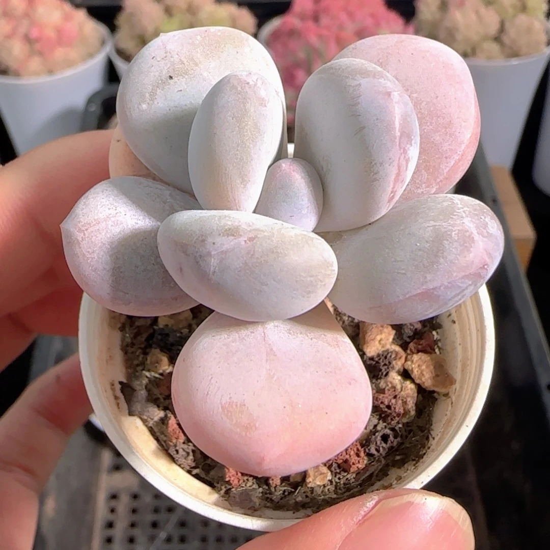 多肉0102-165奶酪