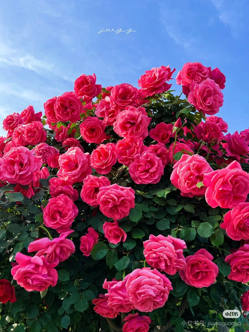 树桩月季花苗植物玫瑰大花浓香四季开花别墅庭院盆景树状月季