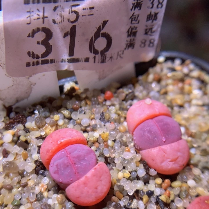 精品生石花35.316