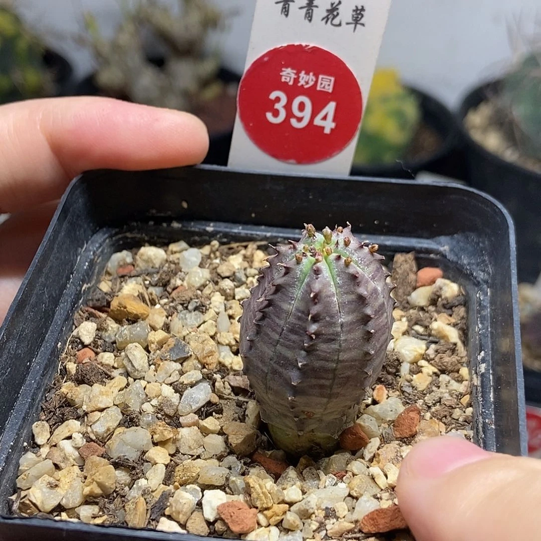 布纹球杂交一颗仙人球