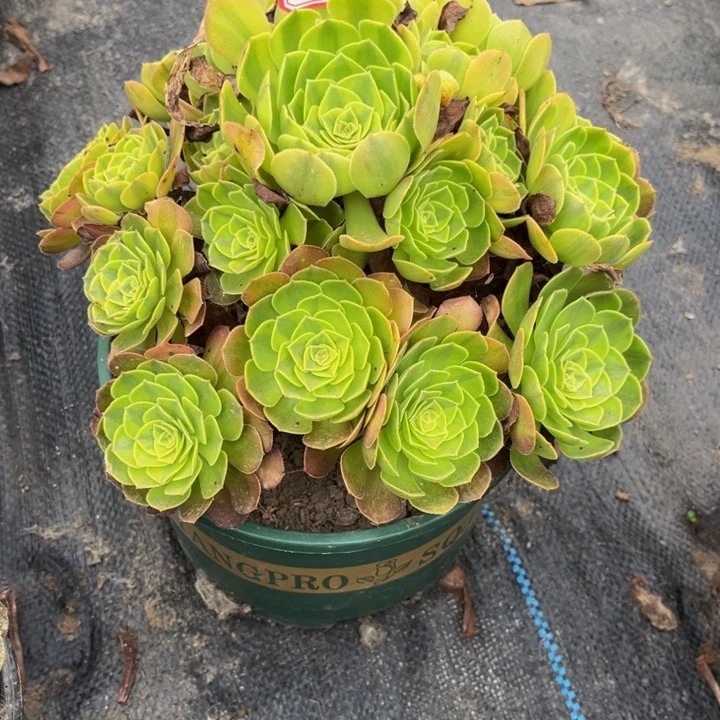 新***雅451雨荷多肉植物法师