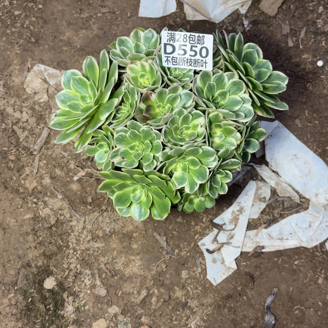 M 550海王多肉12333