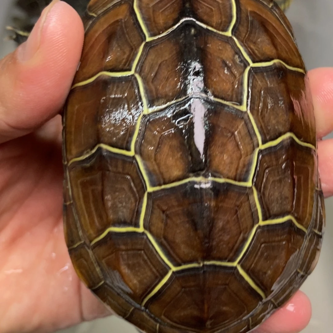 不分公母中华草龟