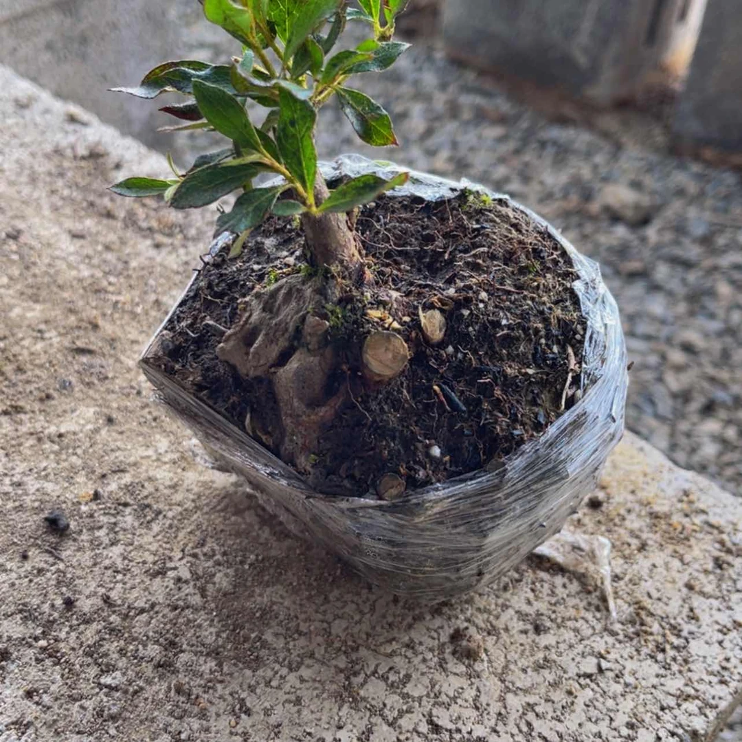 【闪购商品】完全开放用****7