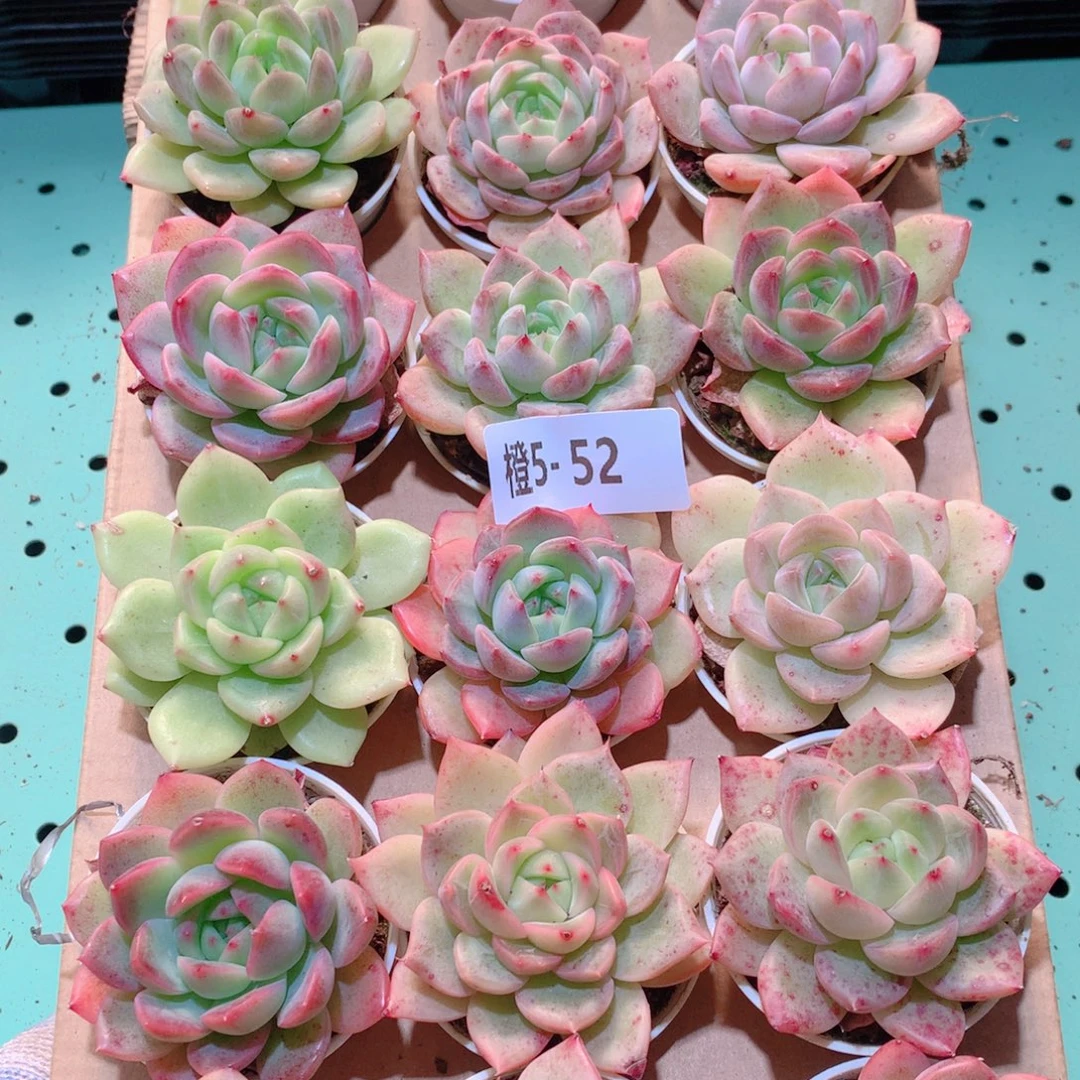 5-52一物一拍多肉带盆18颗