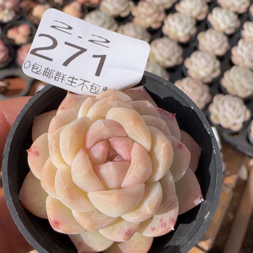 紫心白桃汽水单头一颗