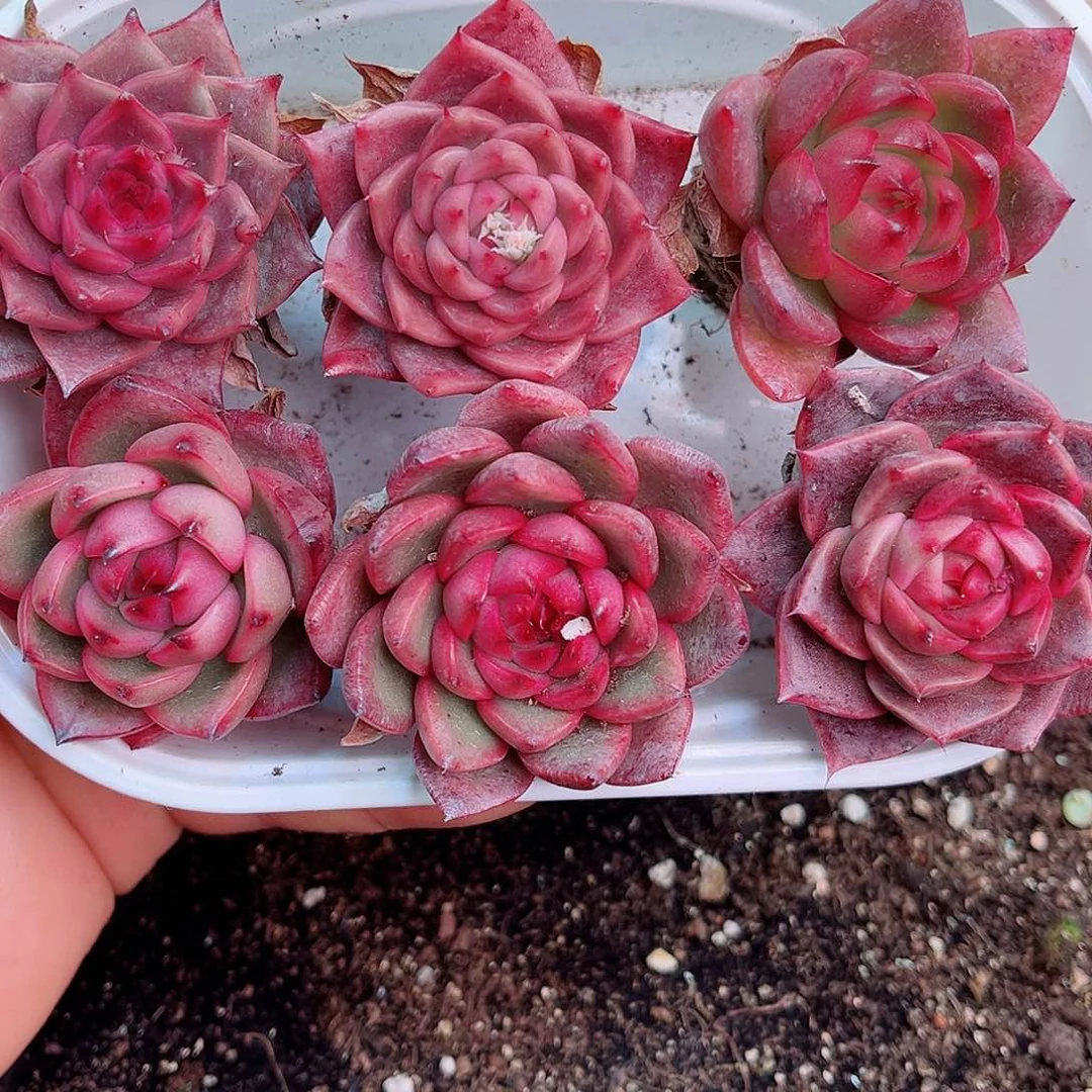 1-443 新疆西藏内蒙不发12.8包邮2-3公分多肉