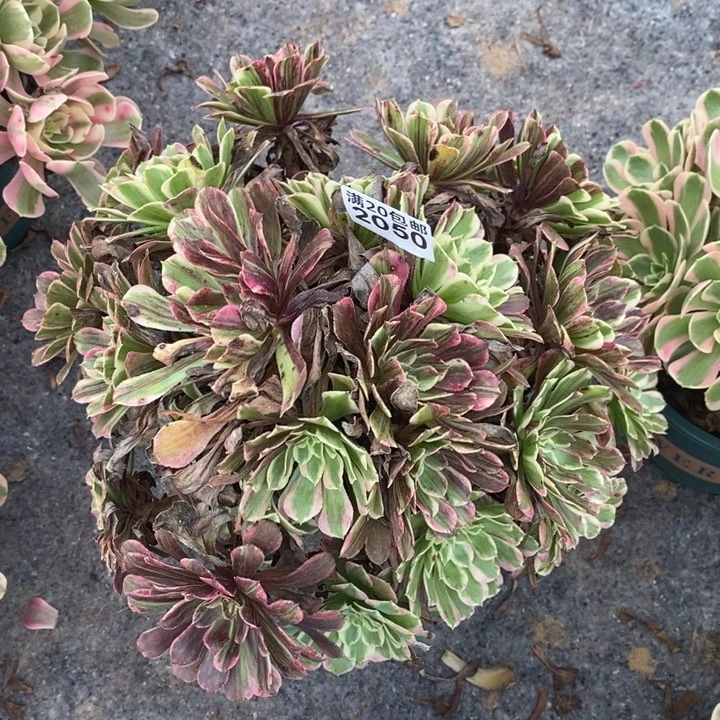 2050 一颗法师多肉