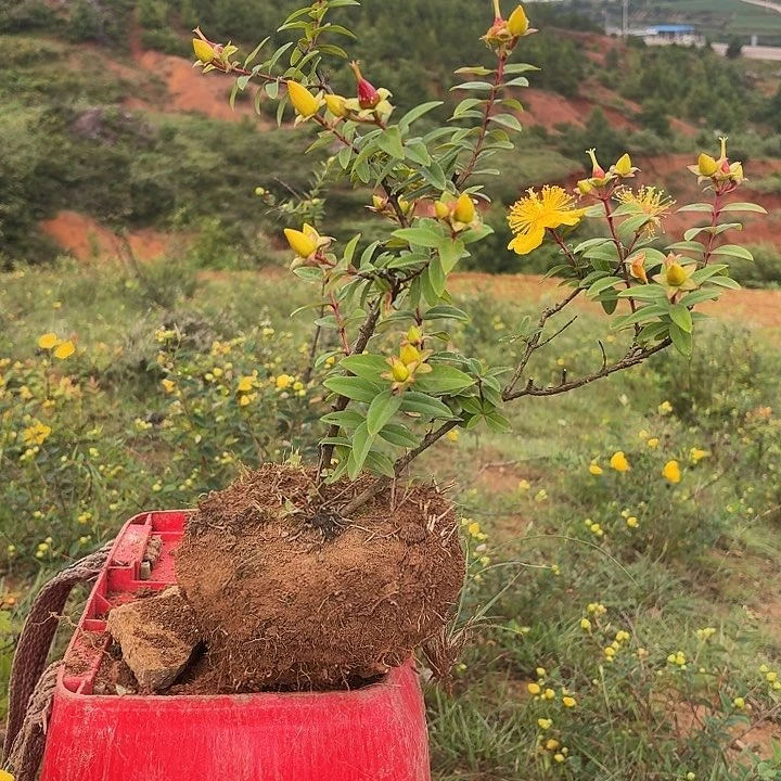 彭静丽丝梅老桩子