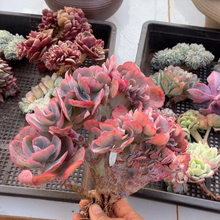 蓝玫瑰缀化有微瑕多肉多肉