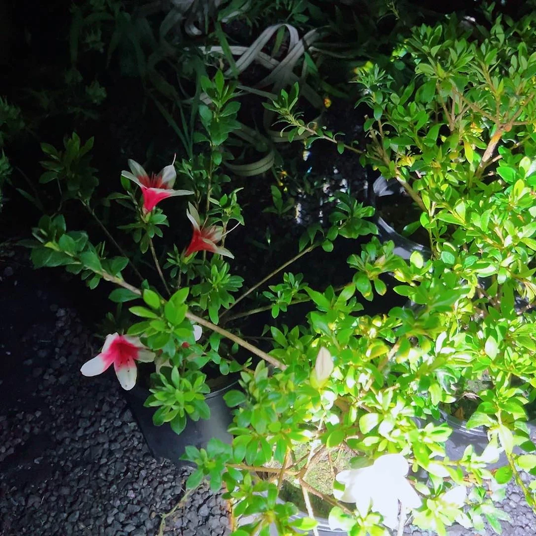 无花朵盆景皋月杜鹃丸子
