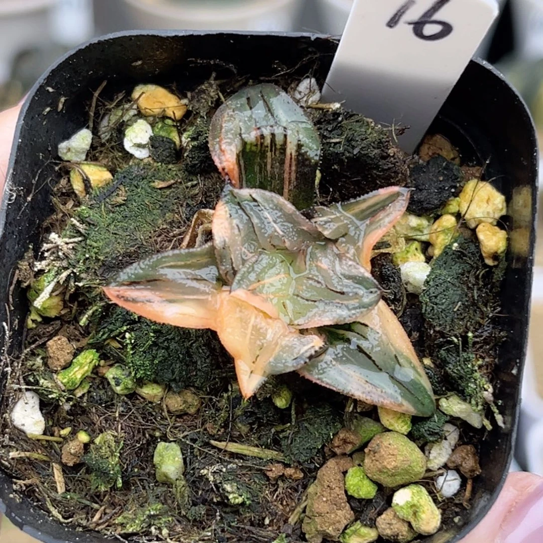 16红纹寿锦（根不好介意勿拍）福利专场