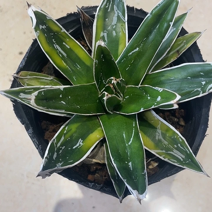 实生晖山锦仙人球一颗