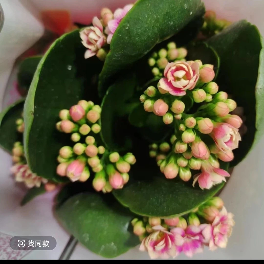 锦缎长寿花 120盆稀有品种重瓣大花复色带花苞发货