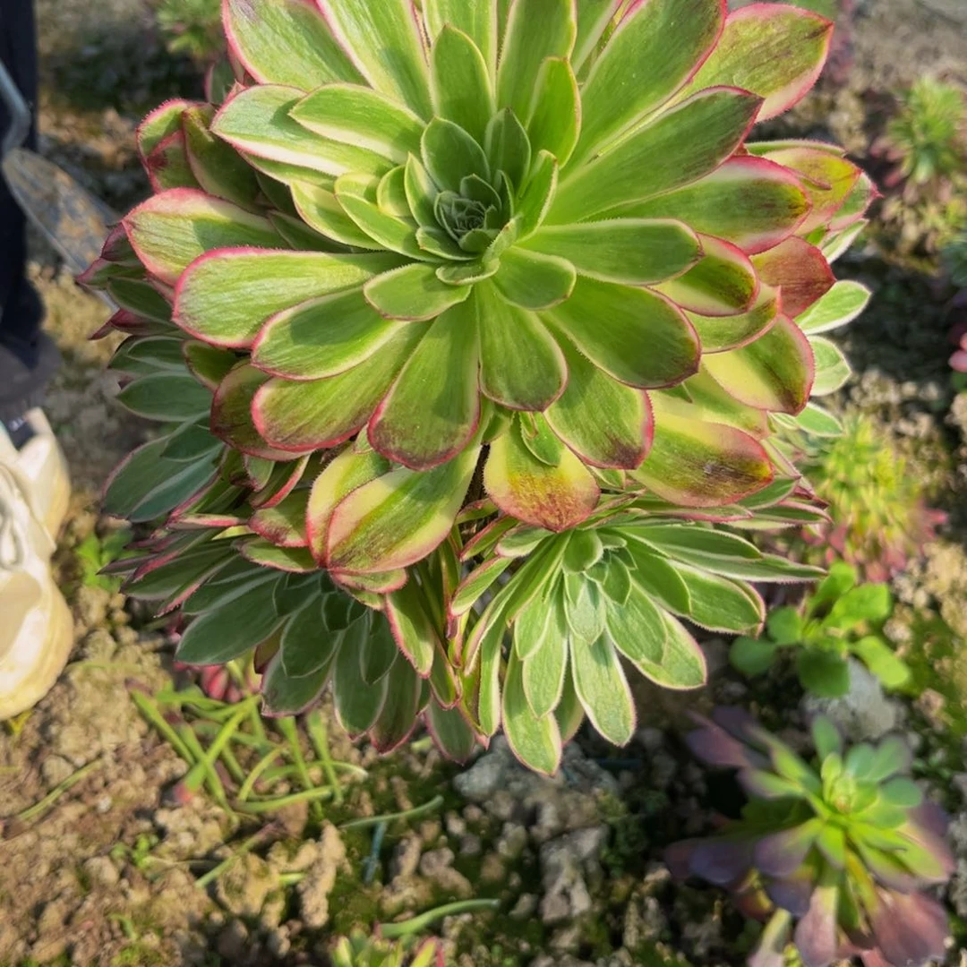 海王多肉植物捧花的