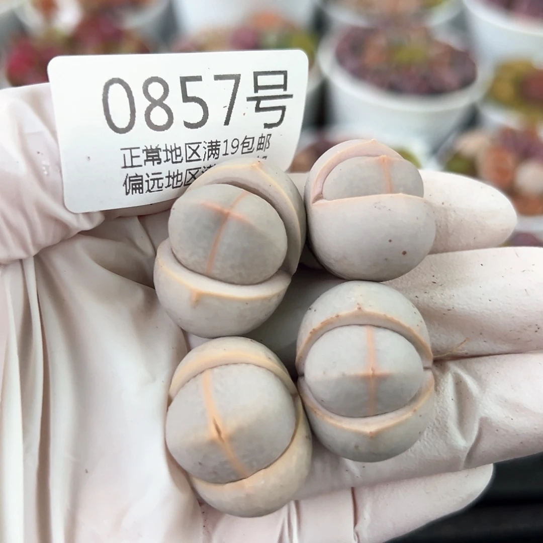 0857四年高尔夫四颗2-2.5cm福利
