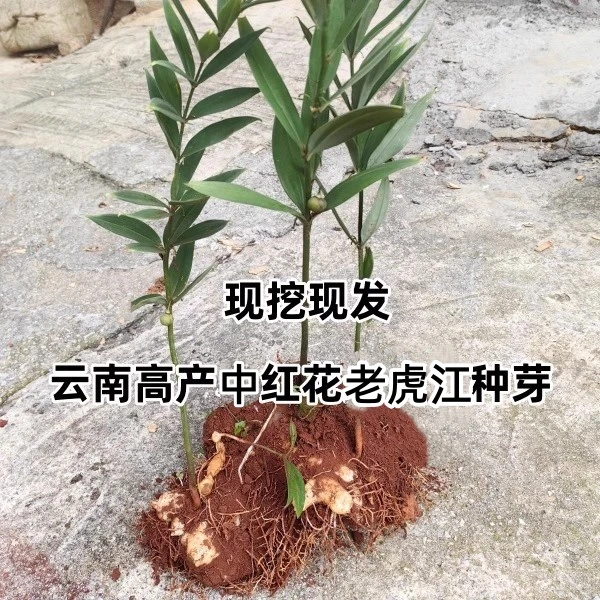 云南深山大黄姜（老虎江）种苗植物盆栽芽苗包邮金丝楠木