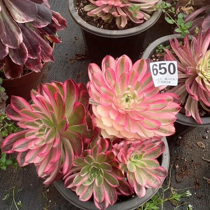 650多肉植物孔雀翎