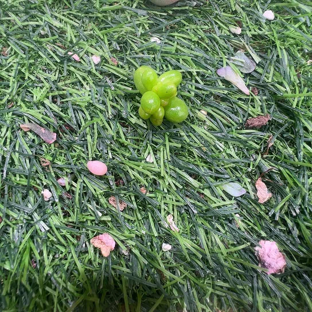 君***笑多肉植物多肉植物