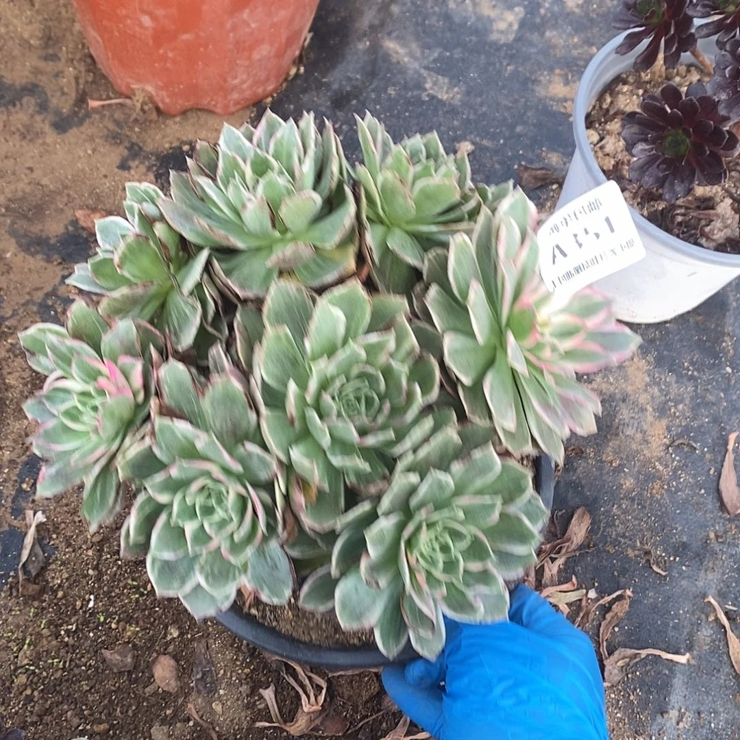 351万花筒老桩多肉