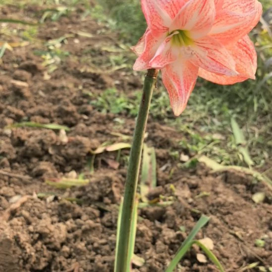 当前无花栽培后可以开花桃花劫4厘米裸根球3棵