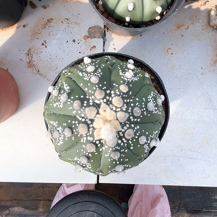 副棱雪花琉璃一物一拍
