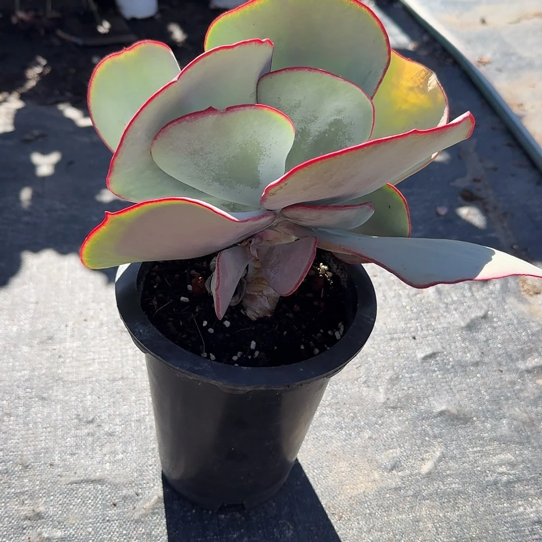 大号白眉群生多set植物