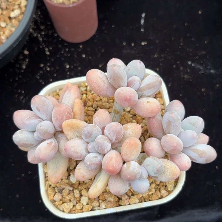 无花朵香水手指无砍