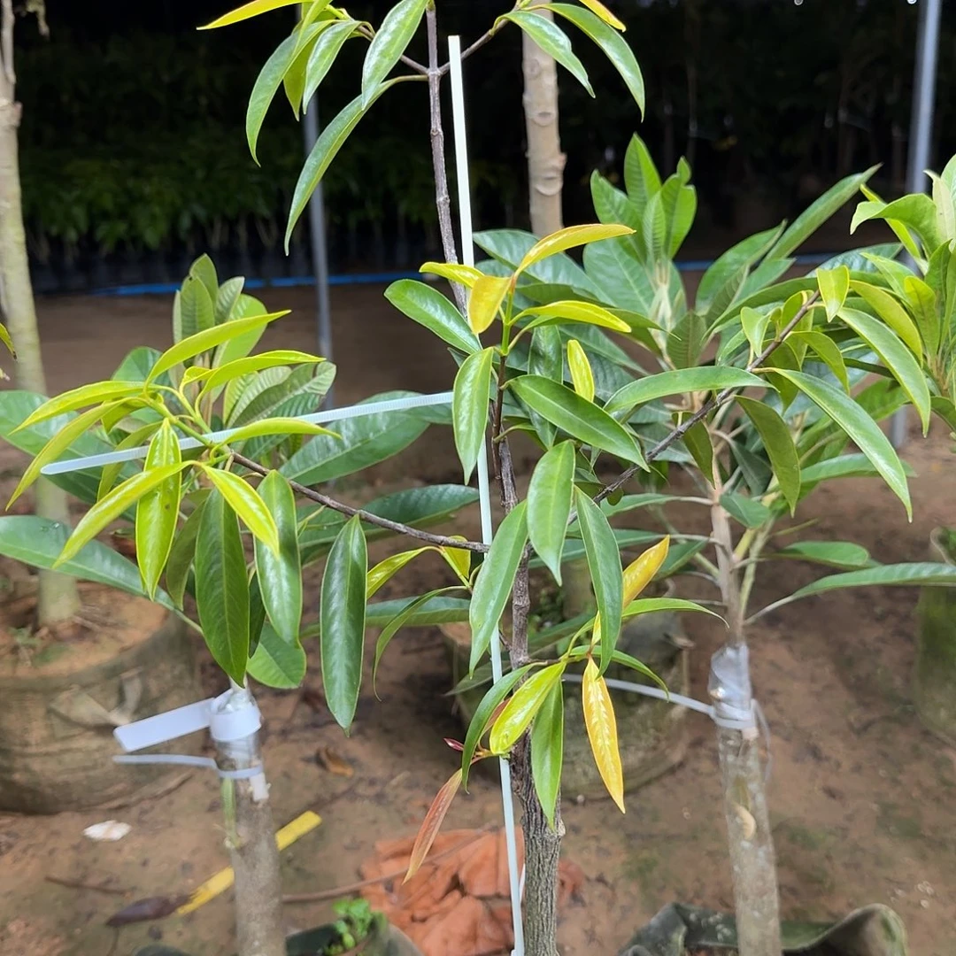 亮***仔当前无花栽培后可以开花山竹