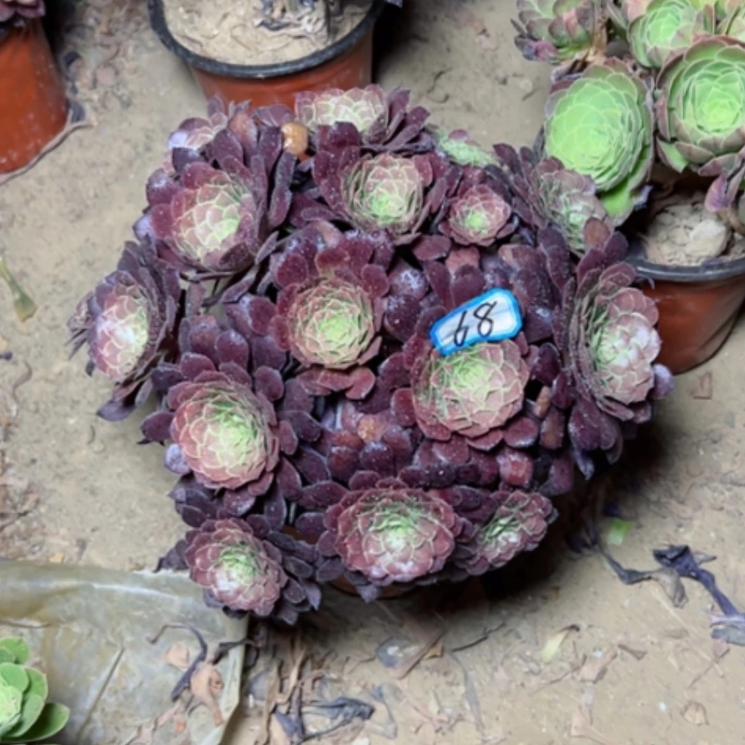 【闪购商品】多肉植物红铜68