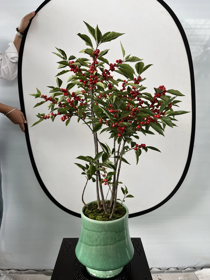 北美冬青.开花.挂红果时间长观果盆栽耐寒——年宵花卉