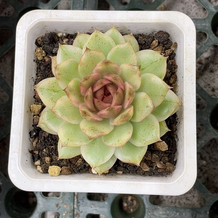 绿水晶锦一物一拍锦龙