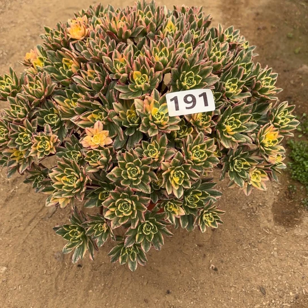 191甜茶多肉不包损