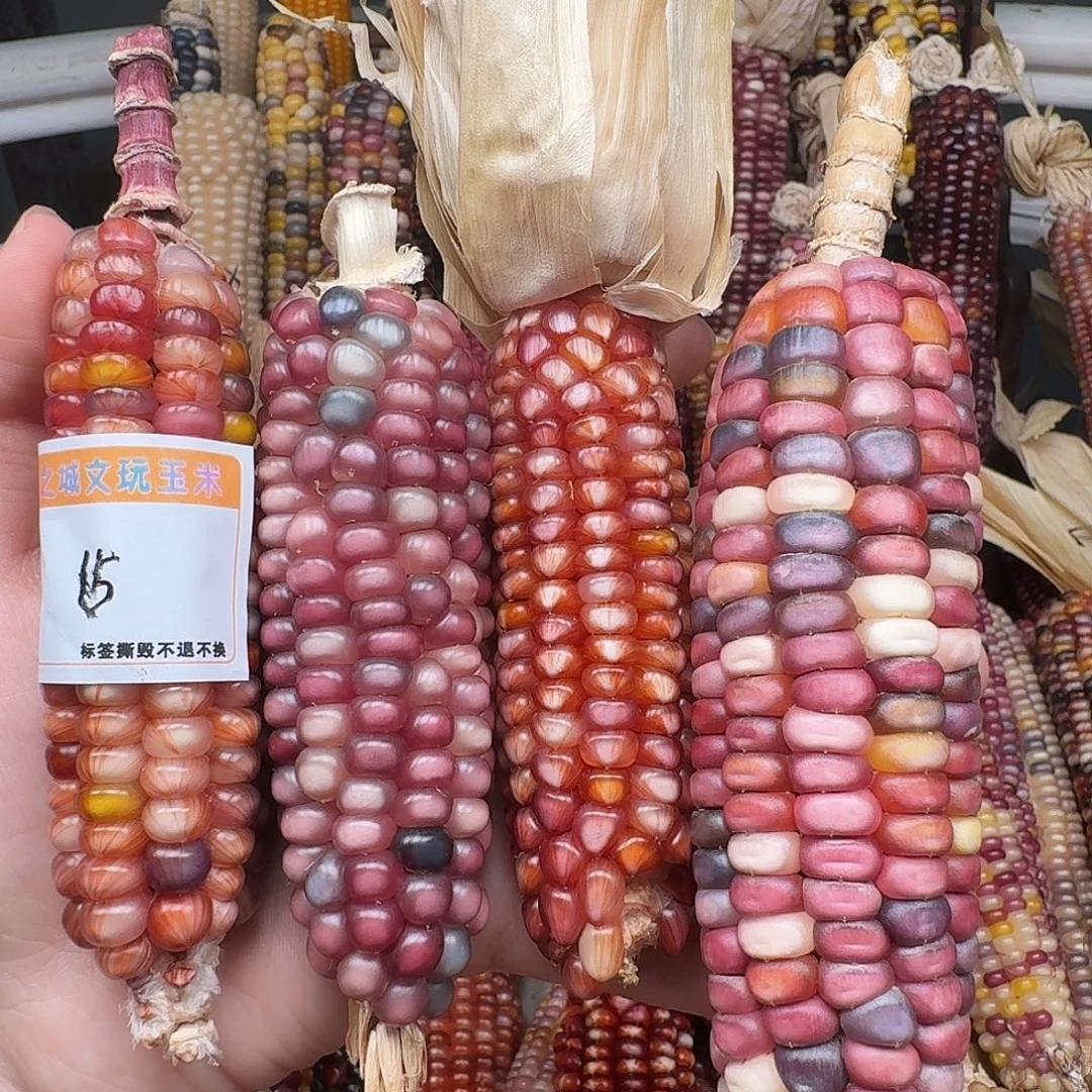_***_柏香籽/百香籽吊坠