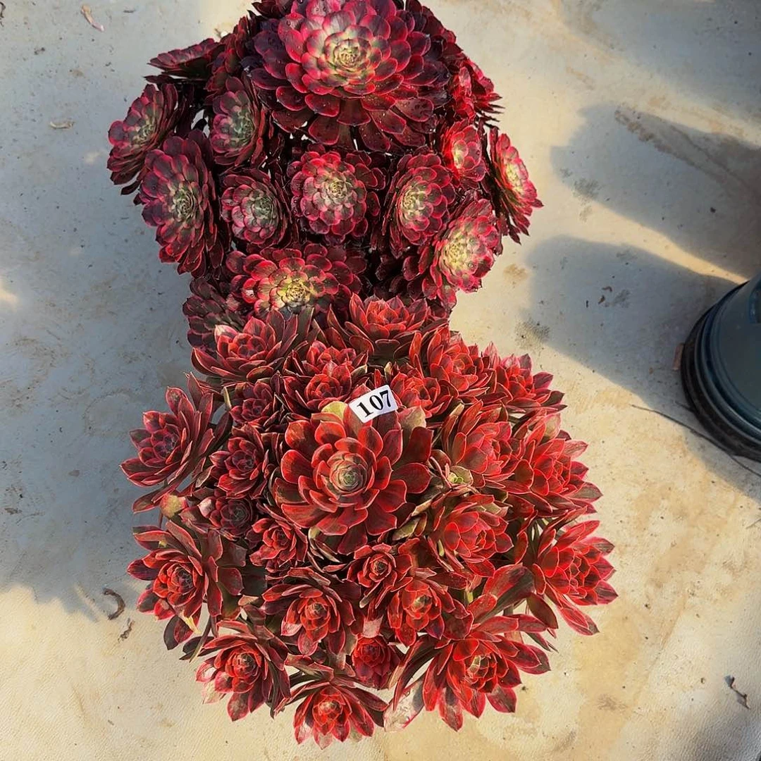 金*107两颗福利价福利出