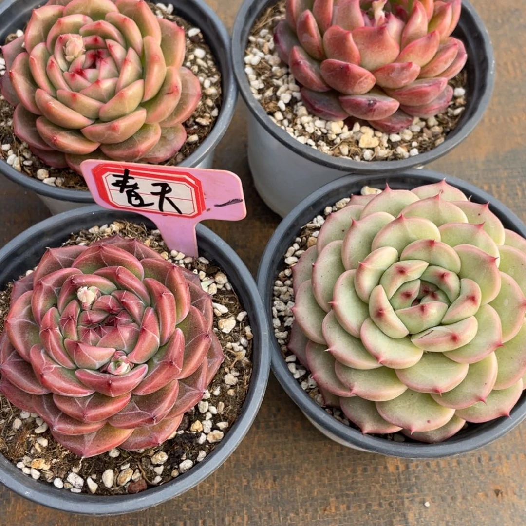 春***开姐姐说要不就是一点