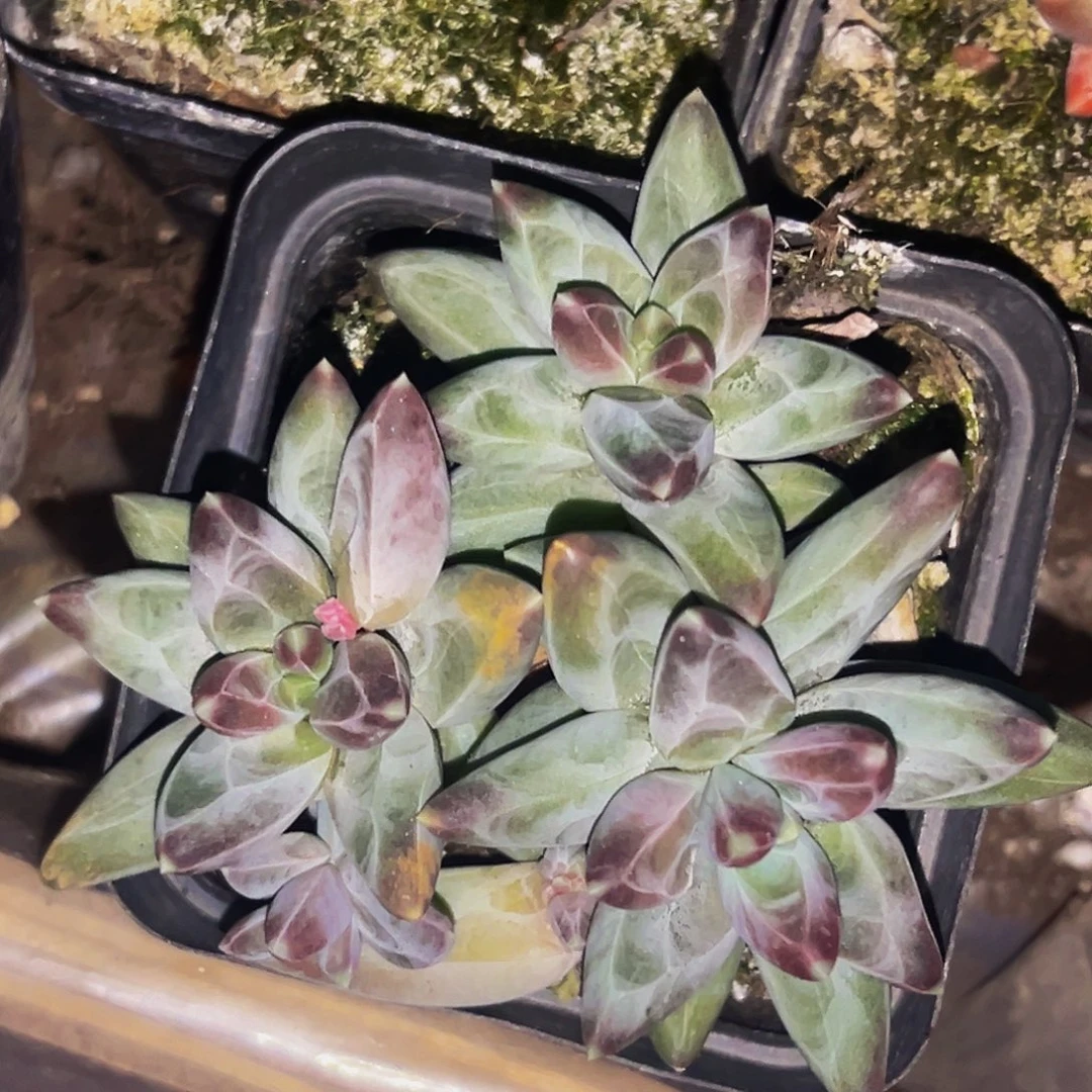 桔云多肉美人精品系列