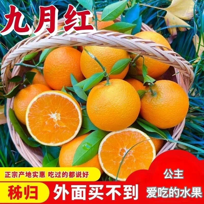【坏果包赔】湖北秭归九月红橙子