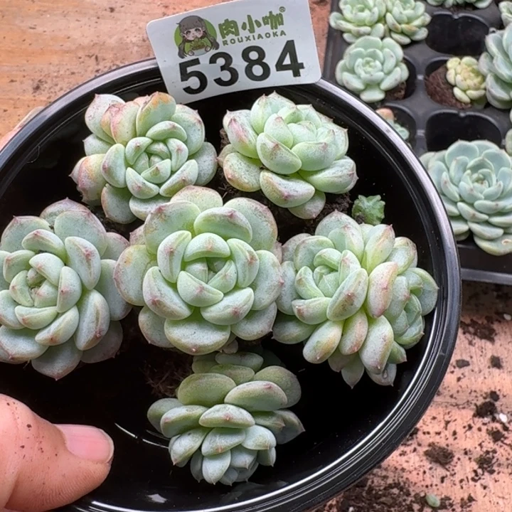 多肉植物多肉植物