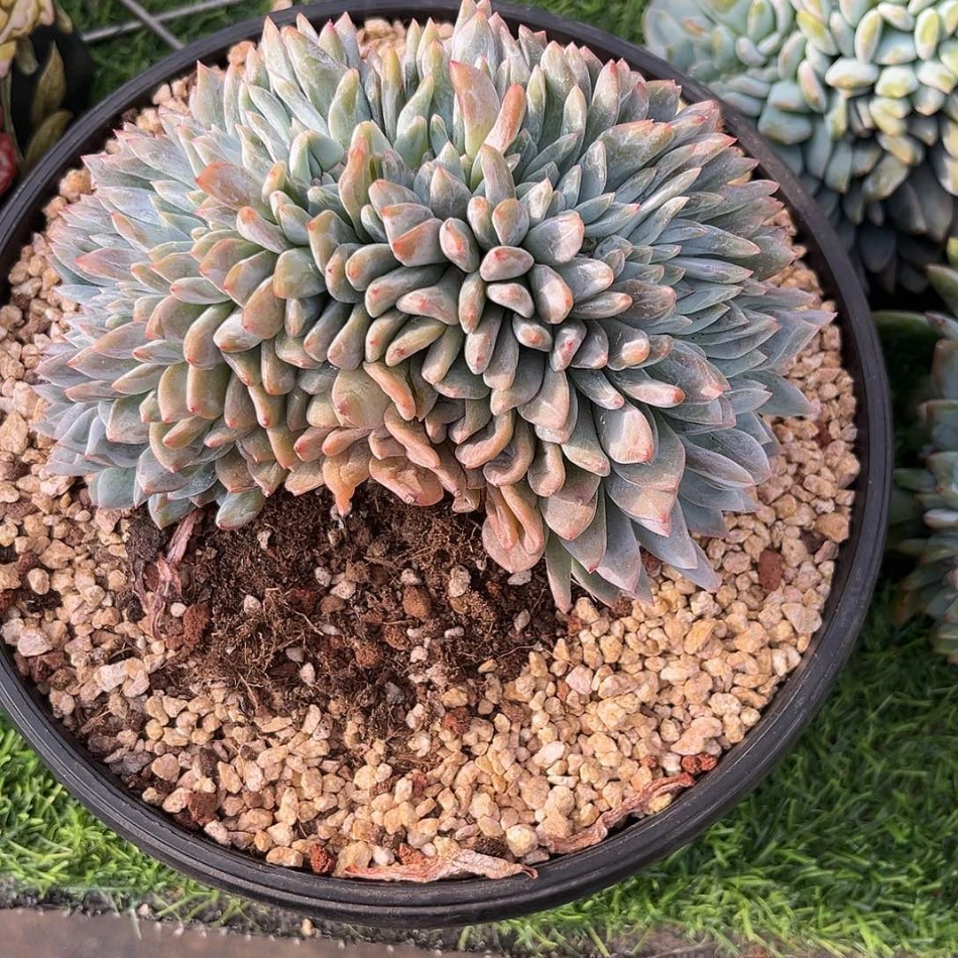 毛***9星影缀化多肉植物