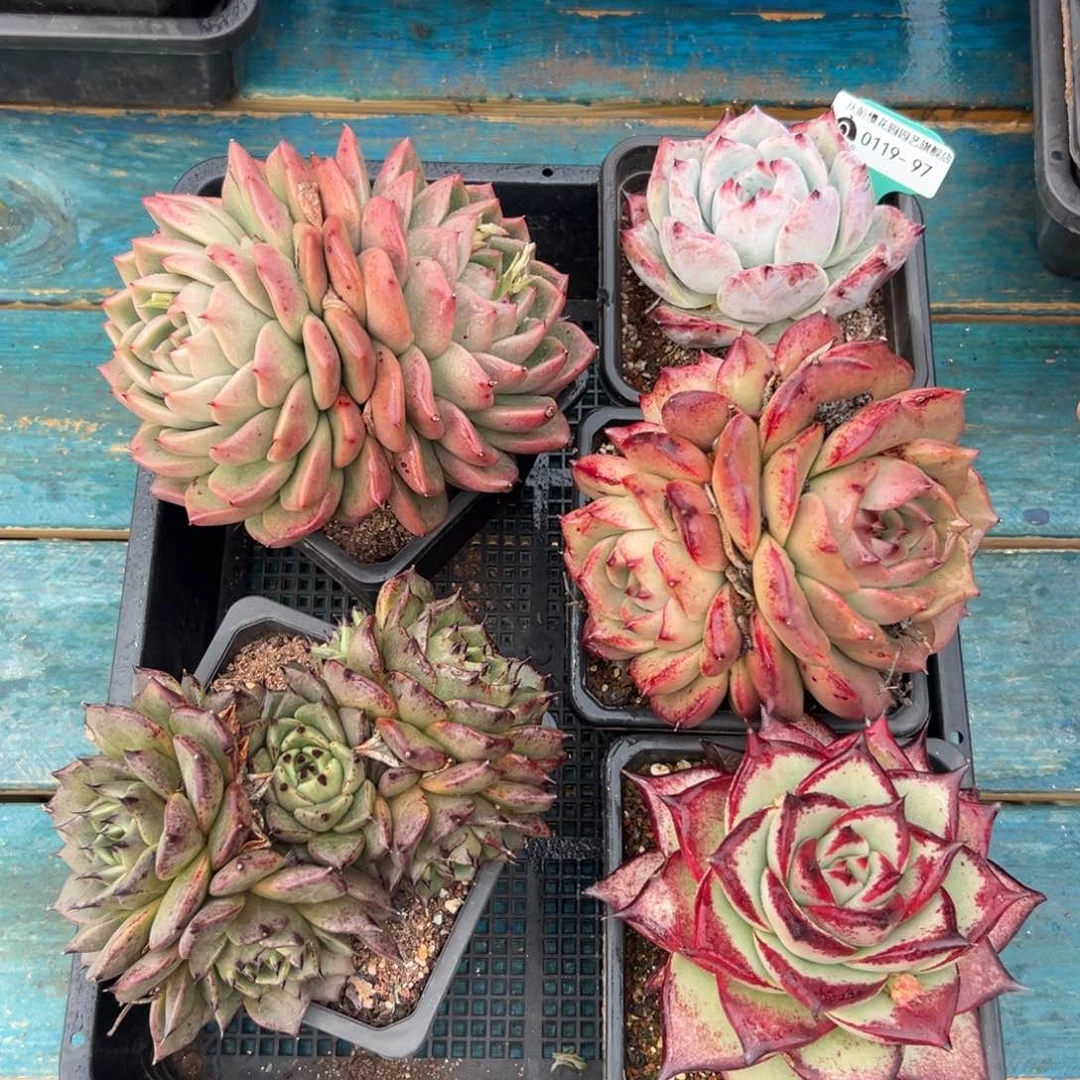 多肉一物一拍编号0119-97