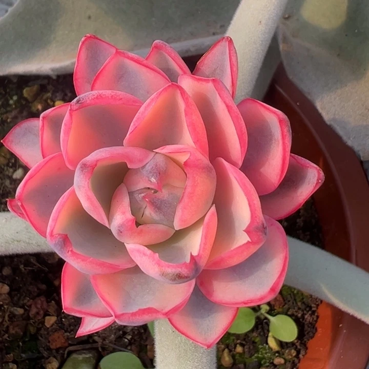 赫拉锦一物一拍锦龙