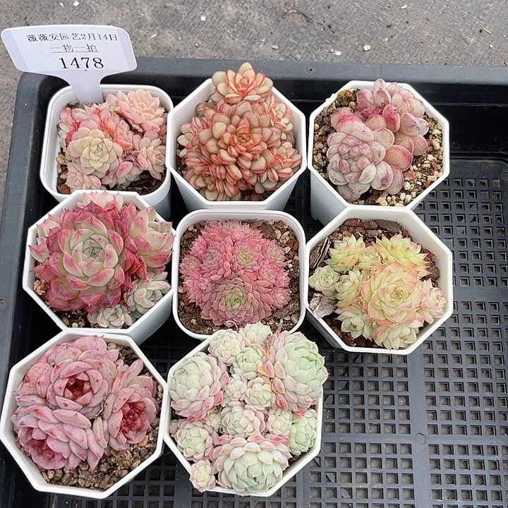 薇薇安园艺多肉1478