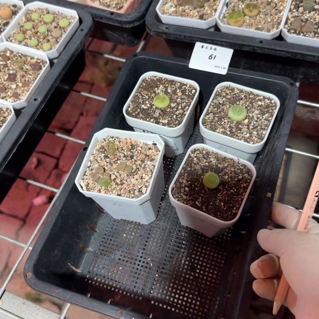 ≽****多肉多肉多肉5.30-061