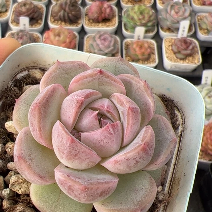 唯***?444 多肉植物组合