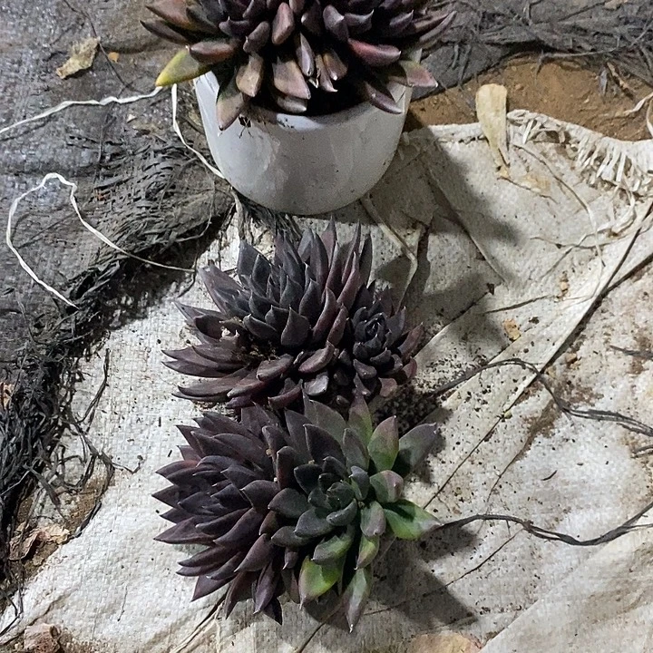 有****小七夕多肉黑骑士76三颗