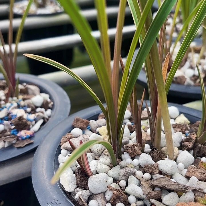 完全开放红香妃边草带艺前笼带至少一个芽